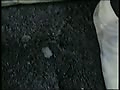 Filename=bb.flv
Filesize=34108KB
Dimensions=120x90
Date added=Dec 07, 2013 bb.flv