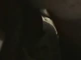 7b.flv